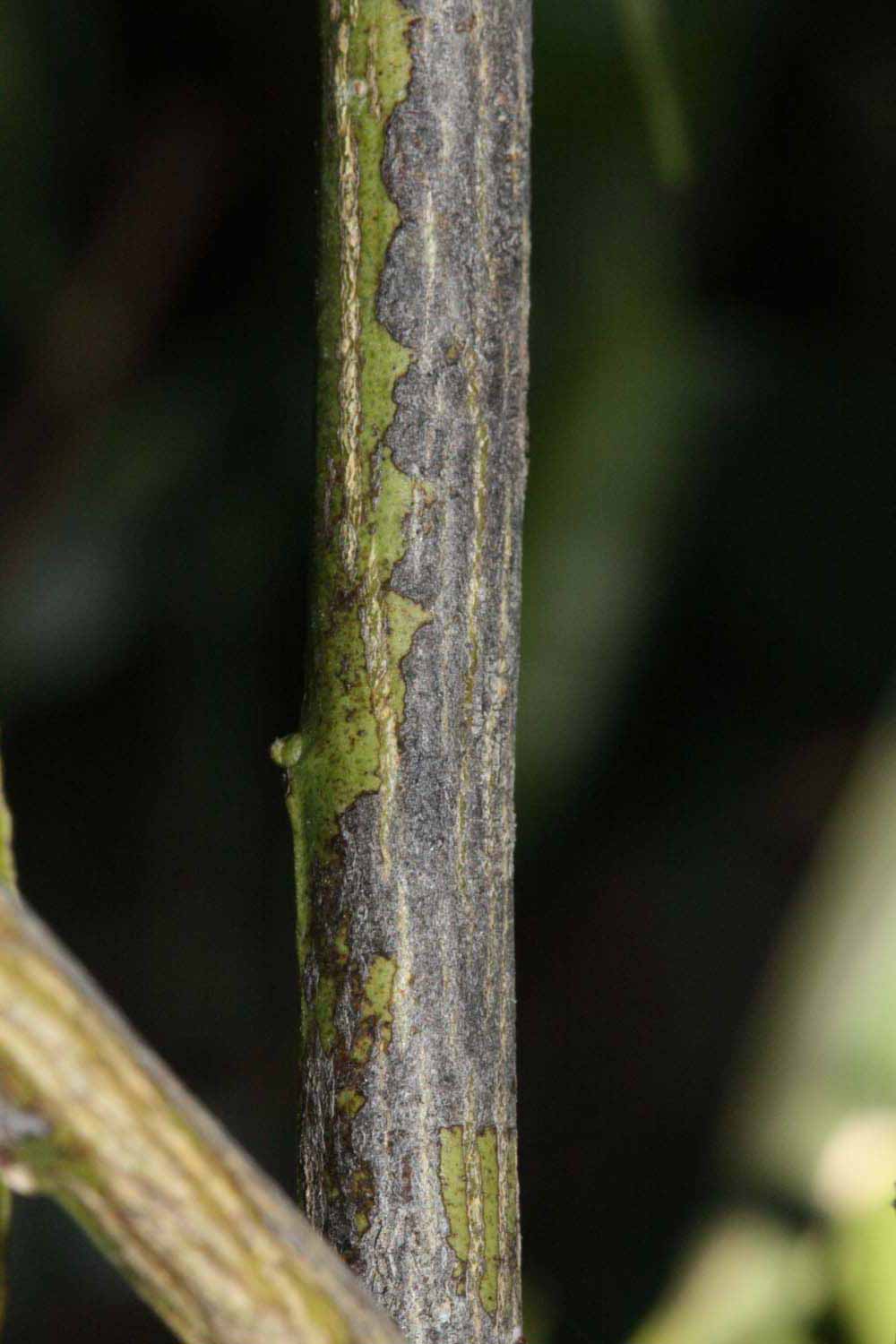              Second - third year twig (Riverside, CA)       